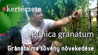 Punica granatum  Gránátalma sövény növekedése [upl. by Joscelin741]