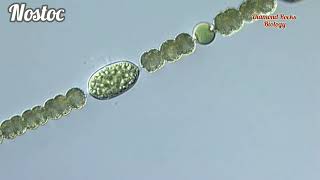 nostoc amination  nostocblue green algae  nostoc class 11  cyanobacteria [upl. by Aneeuq]