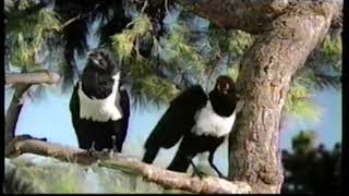 Windex Crows Commercial 2005 [upl. by Anerehs]