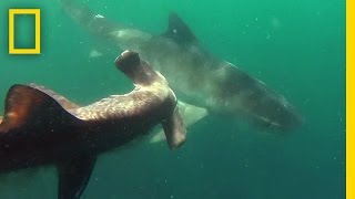 Tiger Shark vs Hammerhead Shark  National Geographic [upl. by Benyamin950]