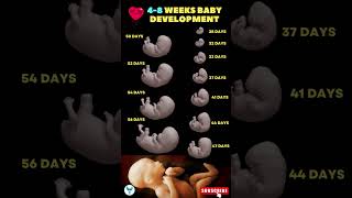 4  8 Weeks Baby development 🚼😍 Fetal development  Pregnancy week by week shortsvideo baby [upl. by Biagio]