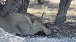 Kgalagadi Lions [upl. by Endys]