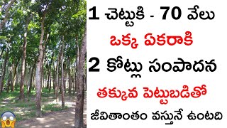 రైతులకి శుభవార్త  How To Start Mahogany Tree FarmingCultivation And Earn Money In Telugu [upl. by Pare]