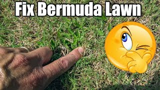 Improve Bermuda Grass Lawn  Treatments and Fixes [upl. by Nevin67]