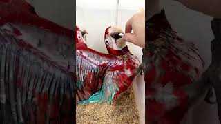 Hand tamed baby macaw youtube birds subscribe shorts [upl. by Hayyifas]