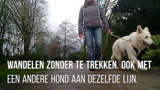 Zonder woorden quotcorrectiesquot lekkers of hulpmiddelen met losse lijn andere honden passeren [upl. by Suriaj]