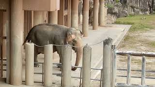 Elephants at the Japanese Zoo part III [upl. by Armando994]