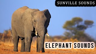 10 Hours of Elephant Sounds  Animal Sounds with Peter Baeten [upl. by Sellig238]