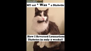 How to Reverse your cats Diabetes [upl. by Adlar]