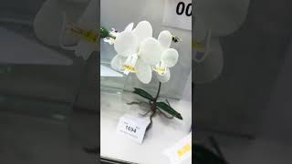 Sydney Royal Easter Show 2024 Day 8  Orchid Glass Sculpture by Anna Fuglestad 😍 eastershow [upl. by Hilde]