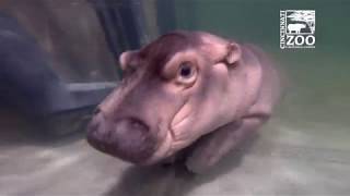 Baby Hippo Fiona  Episode 4 More to Explore  Cincinnati Zoo [upl. by Upton37]