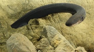 How electric eels tase their prey  Science News [upl. by Rillis963]