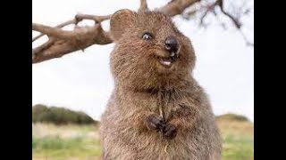 The Quokkas Irresistible Smile Australias Happiest Marsupial [upl. by Lekram]