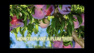 Planting our ￼ Methley Plum tree [upl. by Ive]