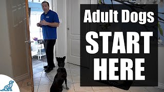 The First Steps For Training Your RescueRehomedAdult Dog [upl. by Gilges]