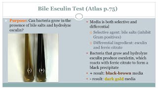 Title Bile Esculin Test  Microbiology Class  Podcast CC [upl. by Gnues]