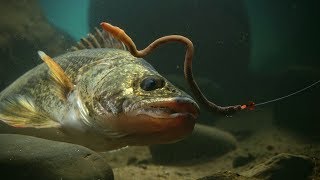 Walleye Fishing on Lac Seul [upl. by Guerin]