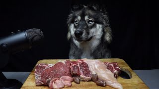 ASMR Dog Reviewing Raw Meats [upl. by Ojela]