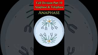 Animation of Anaphase amp Telophase of Mitosis cell division anaphase telophase shorts viralvideo [upl. by Clara]