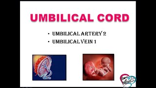 UMBILICAL CORD  PLACENTA  UMBILICAL ARTERY  UMBILICAL VEIN  CONNECTION BETWEEN MOTHER amp FETUS [upl. by Grimaldi895]