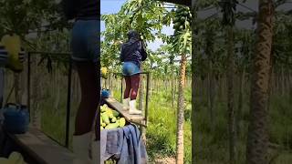 Cara petani di Kenya memanen buah pepaya [upl. by Falzetta799]