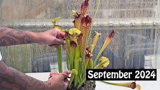 Carnivorous Plant Care for September 2024 [upl. by Feeley]