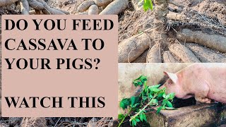 Show Pig Feeds and How to feed them [upl. by Naresh]