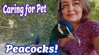 Peacock Care Everything You Need to Know About Peafowl [upl. by Franni]