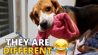 6 Ways Beagles are Different from Other Dogs [upl. by Novyart]