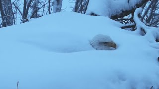 Decorah North Nest  Timelapse incubating eagle in snow storm music video  2212021 [upl. by Zelazny928]