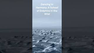 Dancing in Harmony A School of Dolphins in the Wild [upl. by Middlesworth]