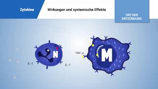 Zytokine Wirkungen und systemische Effekte [upl. by Aicella]