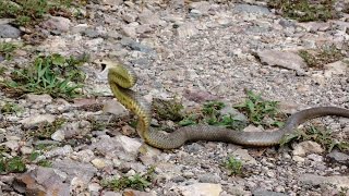 Chased by an Eastern Brown SnakeThe Real Truth [upl. by Sancho]