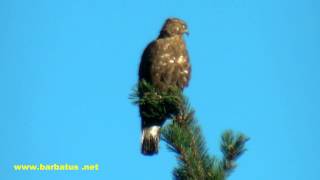 Halcón abejero  Pernis apivorus  Honey Buzzard [upl. by Oisacin]