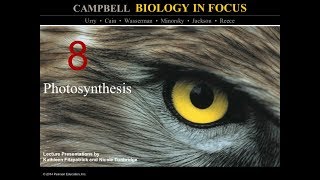 Biology in Focus Chapter 8 Photosynthesis [upl. by Eisak583]