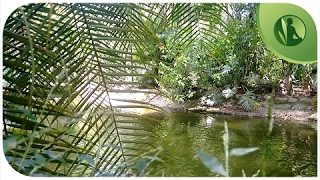 6 HORAS de Sons da Natureza Sons de Água Pássaros Cantando Sons da Floresta ૐ Relaxar e Dormir [upl. by Llerrod]