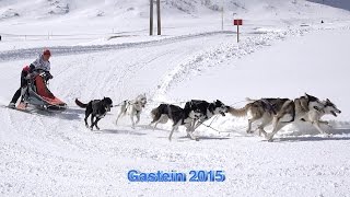 Schlittenhunderennen in Sportgastein 2015 Sony 4 K [upl. by Assetal]