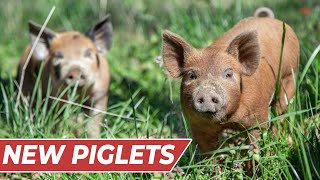 Raising PIGS for BEGINNERS InDepth Guide [upl. by Enaz]