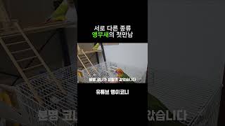 다른종류 앵무새의 첫만남 코뉴어 parrot 앵무새 앵무새키우기 반려동물 birds [upl. by Eilyak655]