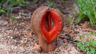 Jackal Food Hydnora africana [upl. by Ylro223]