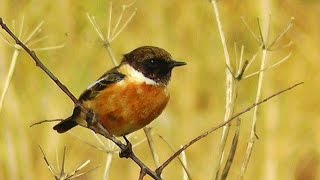 Stonechat Bird at Gunwalloe Church Cove [upl. by Odlaner]