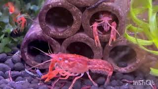 Procambarus clarkiiProcambarus clarkii アメリカトキコウโพรคัมบารัส คลาร์กี้프로캄바루스 클라키بروكامباروس كلاركي [upl. by Ahseinek984]