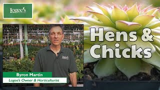 Hens and Chicks Plant  How to Grow and Care for Gold Nugget Hens and Chicks [upl. by Luise]