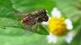 Syrphid Flies  Hover Flies mating Toxomerus marginatus [upl. by Adnanref]