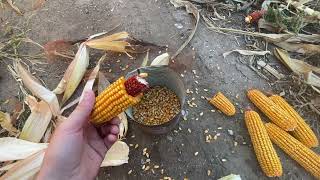 Taking A Hand Shell Corn Moisture Sample [upl. by Ametaf]