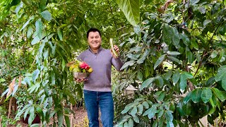 Winter Harvest of Tropical Fruits in Californias Central Valley [upl. by Mervin262]