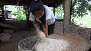 Traditional Ways  Threshing Rice [upl. by Esojnauj]