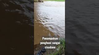 predator ini sering bermunculan di sungai cisadane [upl. by Preston]