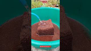 Coco peat brick cocopeat shorts plants ytshorts gardening barish rain indoorplants [upl. by Annohsat517]