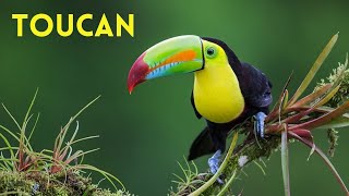 Toucan Facts Birds With Large amp Colorful Bills [upl. by Annavaig]